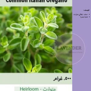 اوريجانو ايطالي- Common Italian Oregano