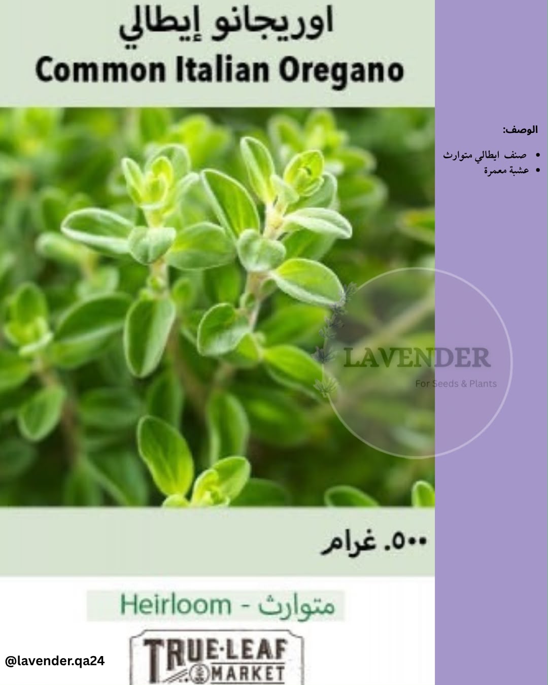 اوريجانو ايطالي- Common Italian Oregano