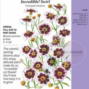 كوربسوس ( عين الشمس) - Coreopsis Incredible Swirl