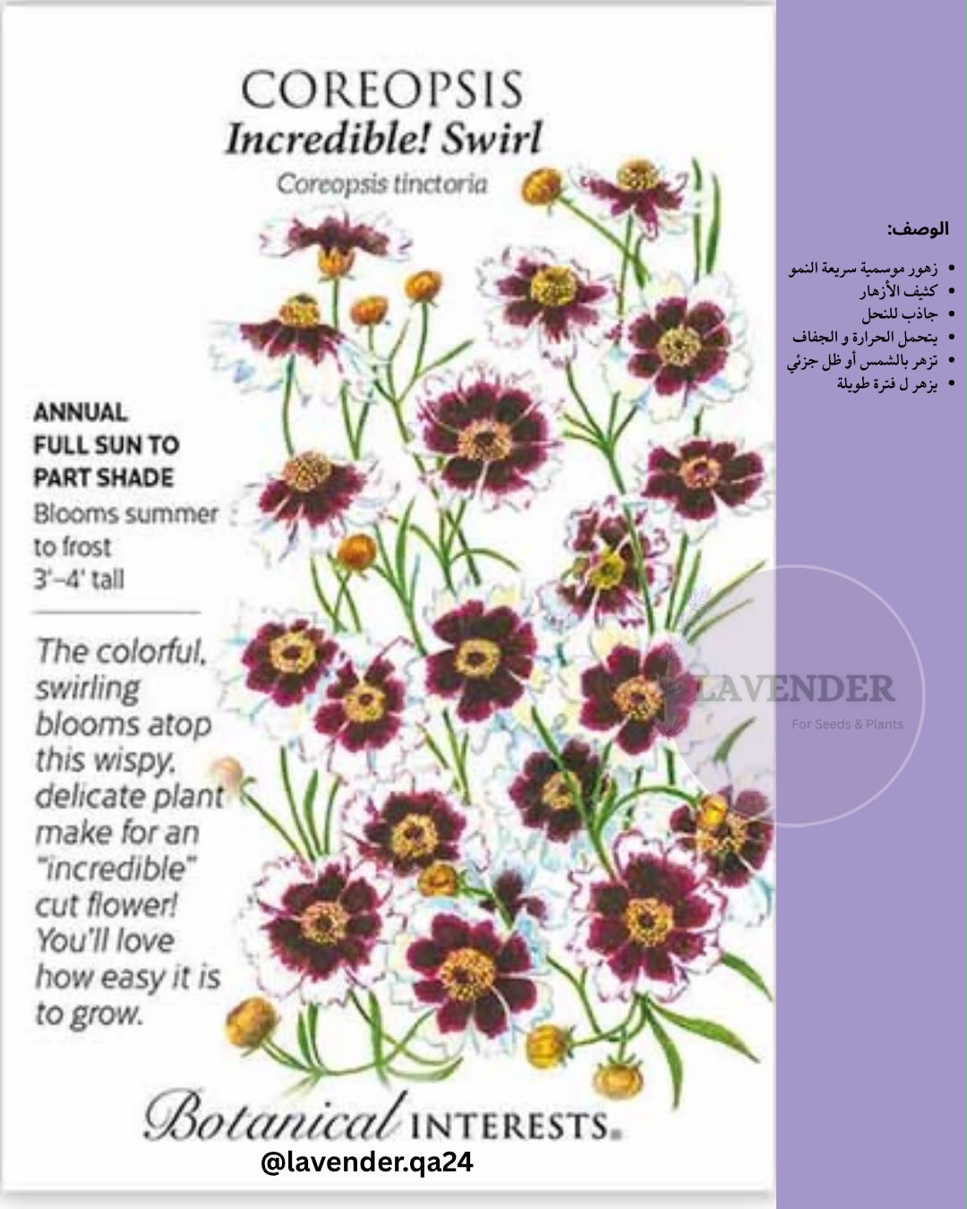كوربسوس ( عين الشمس) - Coreopsis Incredible Swirl