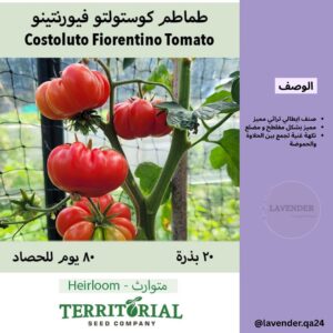 طماطم كوستولوتو فيرنتينو - Costoluto Fiorentino Tomato