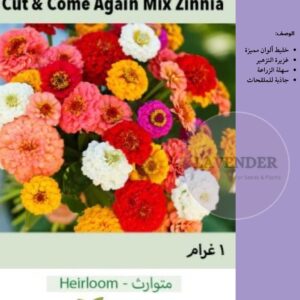 زينيا باميلا الملونة- Cut & Come Again Mix Zinnia
