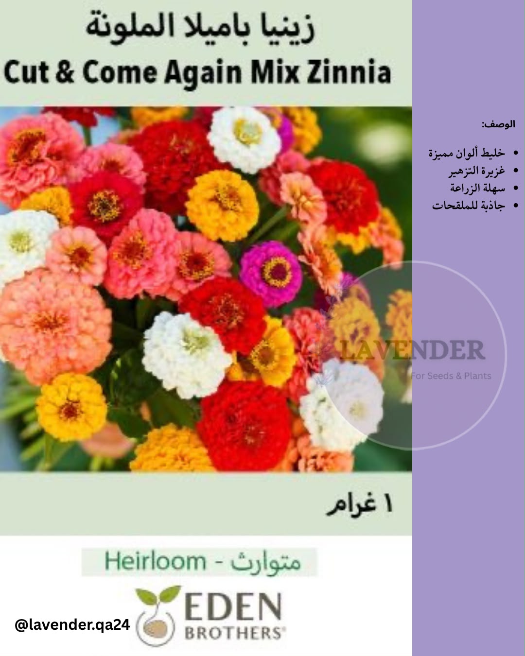 زينيا باميلا الملونة- Cut & Come Again Mix Zinnia