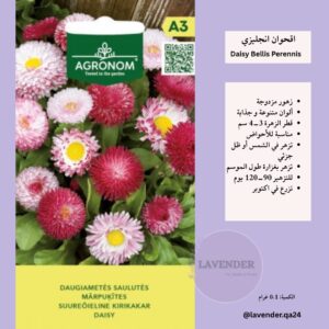 اقحوان انجليزي- Daisy Bellis Perennis