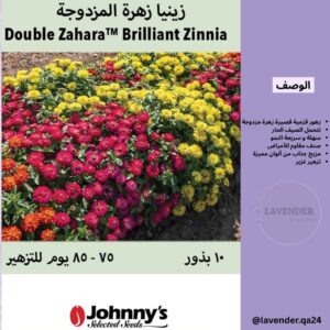 زينيا الزهرة المزدوجة - Double Zahara
