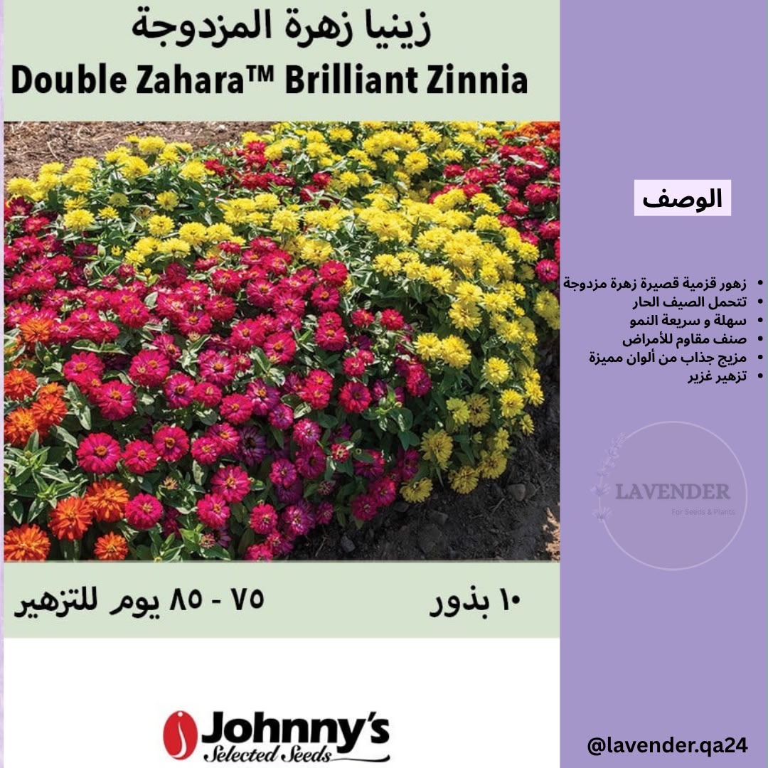 زينيا الزهرة المزدوجة - Double Zahara