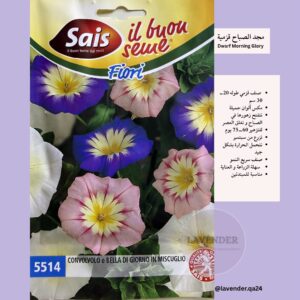 مجد الصباح قزمية - Dwarf Morning Glory