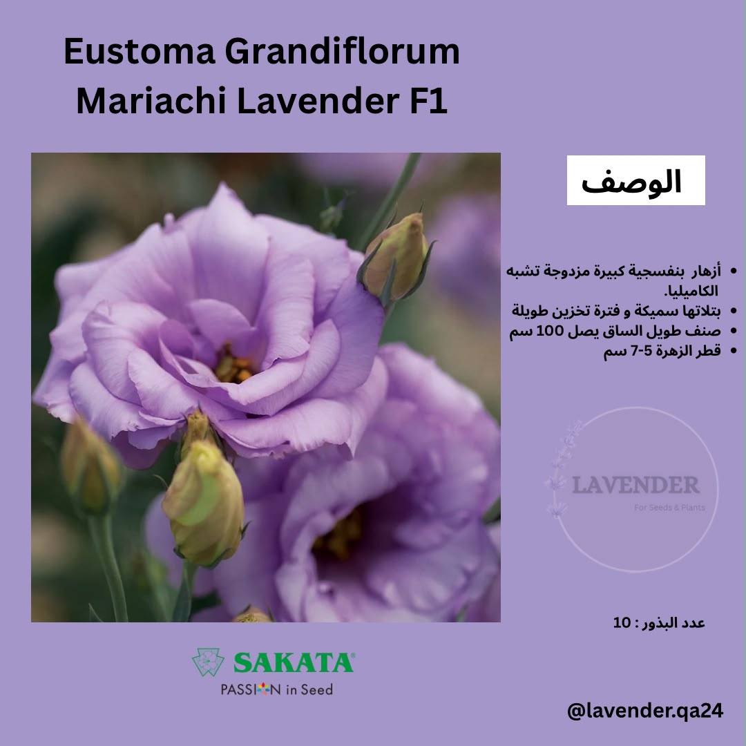استوما زهرة مزدوجة. لافندر F1 - Eustoma Mariachi Lavender