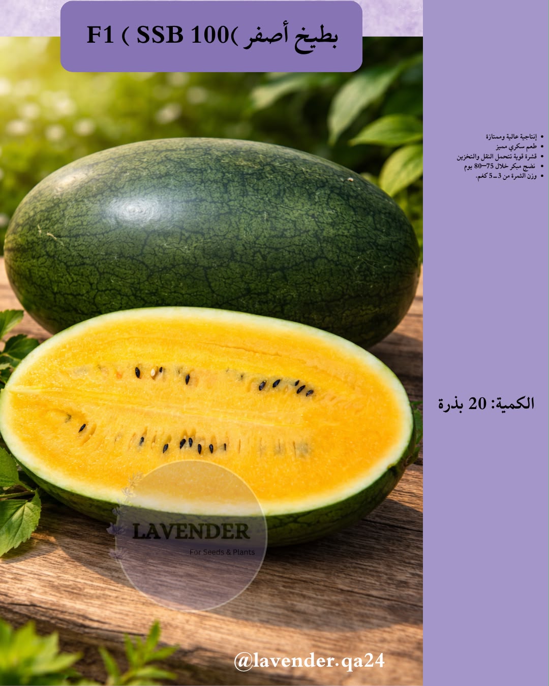 بطيخ اصفر SSB100 - Yellow Watermelon F1