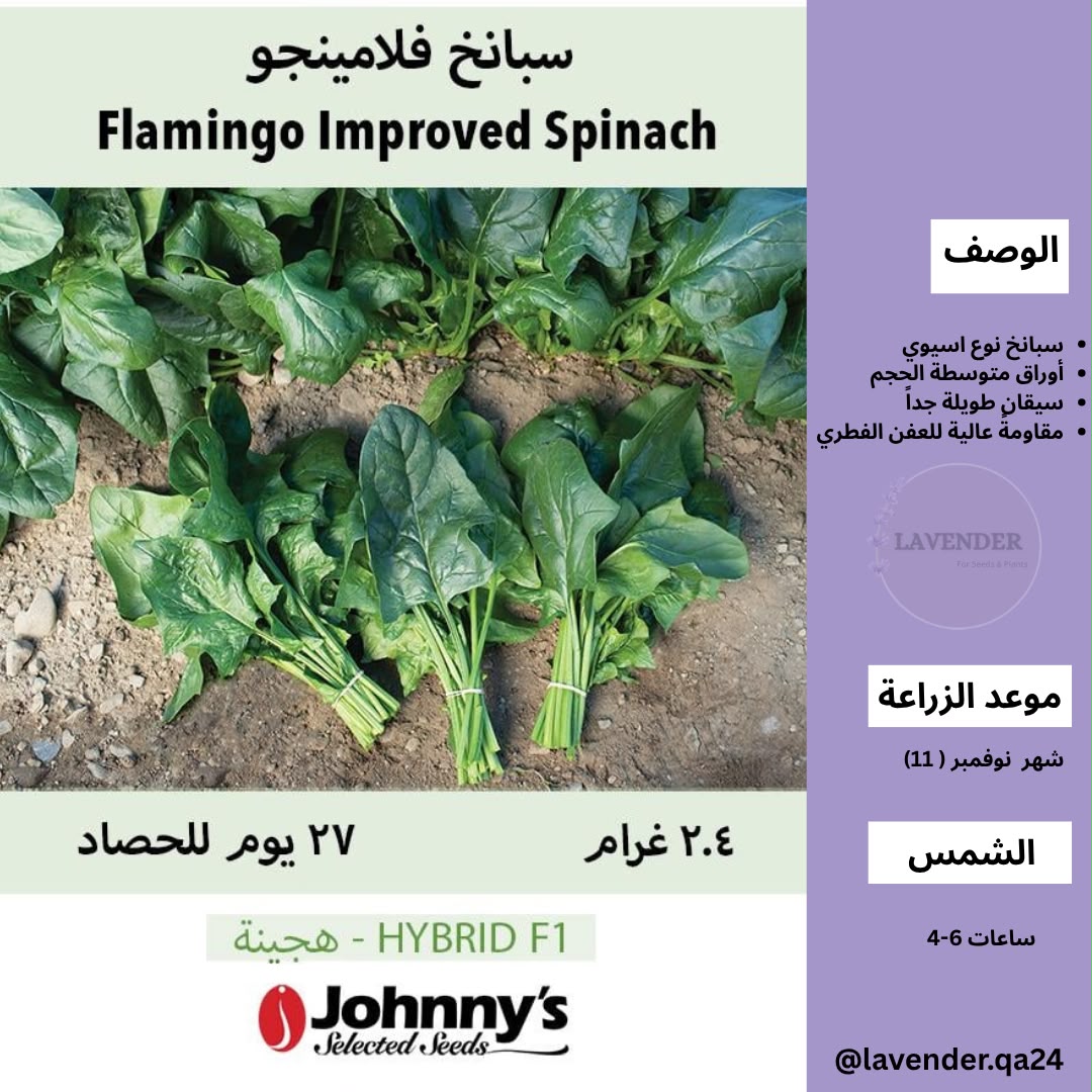 سبانخ فلامينجو