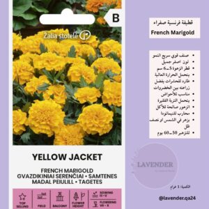 قطيفة فرنسية صفراء - French Marigold Yellow