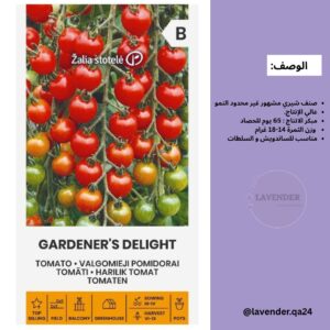 طماطم جاردنرز ديلايت - Gardener’s Delight Tomato