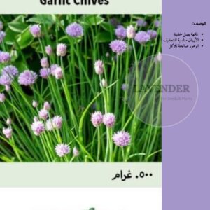 ثوم معمر- Garlic Chives