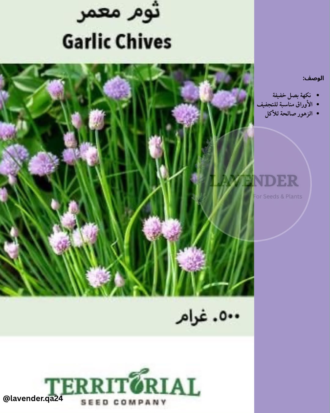 ثوم معمر- Garlic Chives