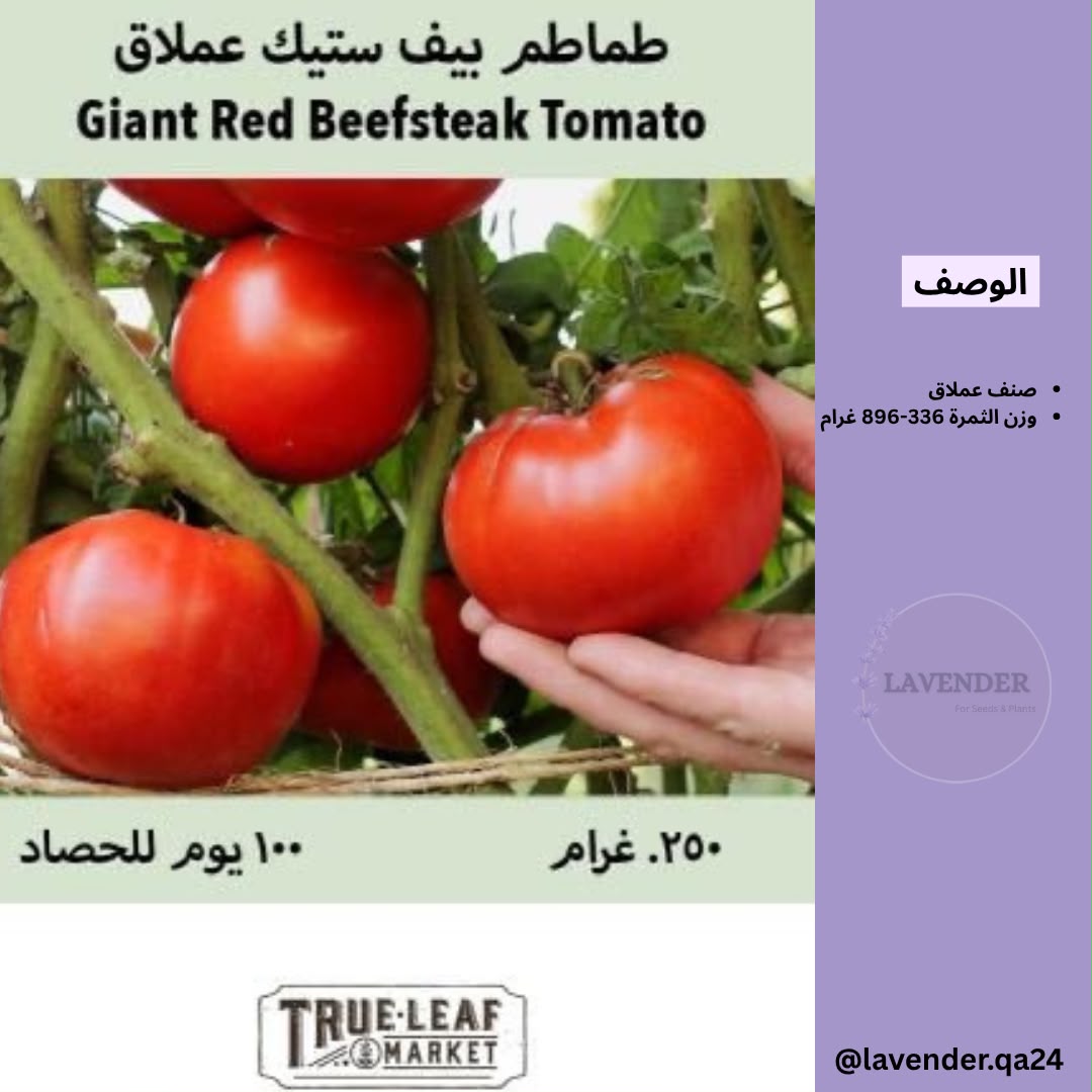 طماطم بيف ستيك العملاق - Giant Red Beefsteak Tomato