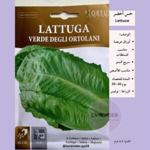 خس اخضر -Green Lettuce