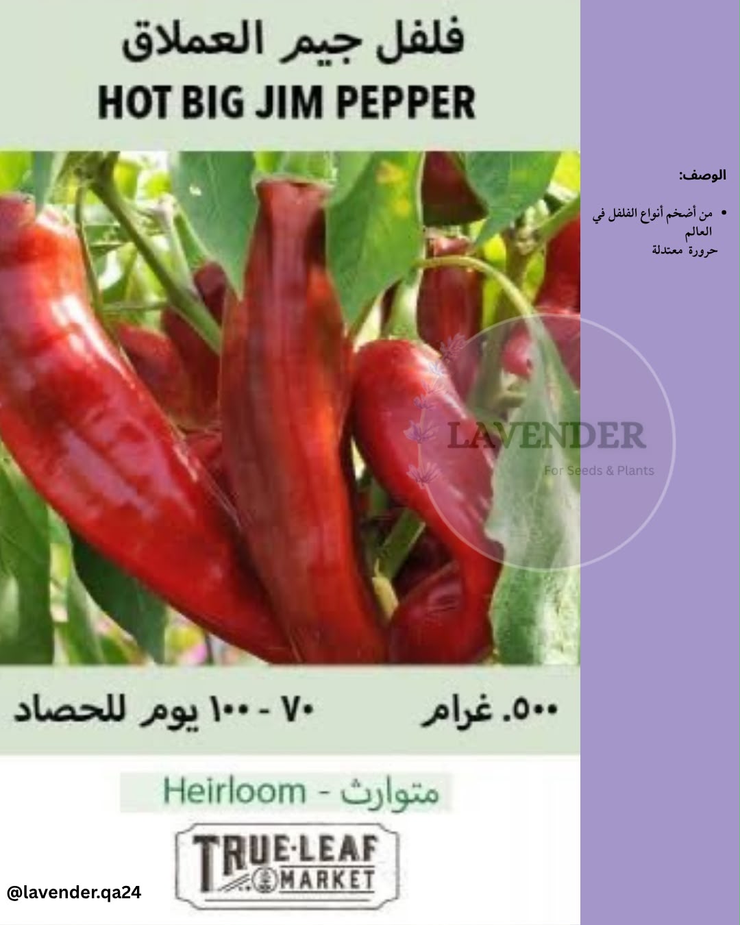فلفل جيم العملاق -Hot Big Jim Pepper