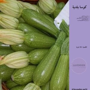 كوسا بلدية F1 -Jazy Squash