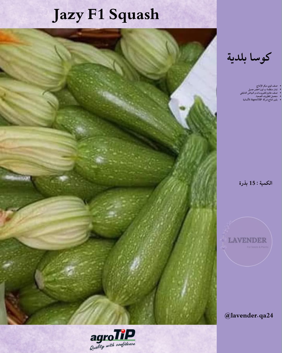 كوسا بلدية F1 -Jazy Squash