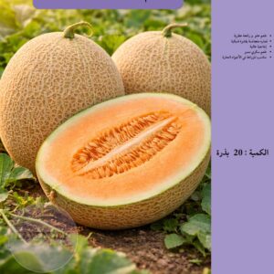 شمام سكري - Kenz F1 Melon