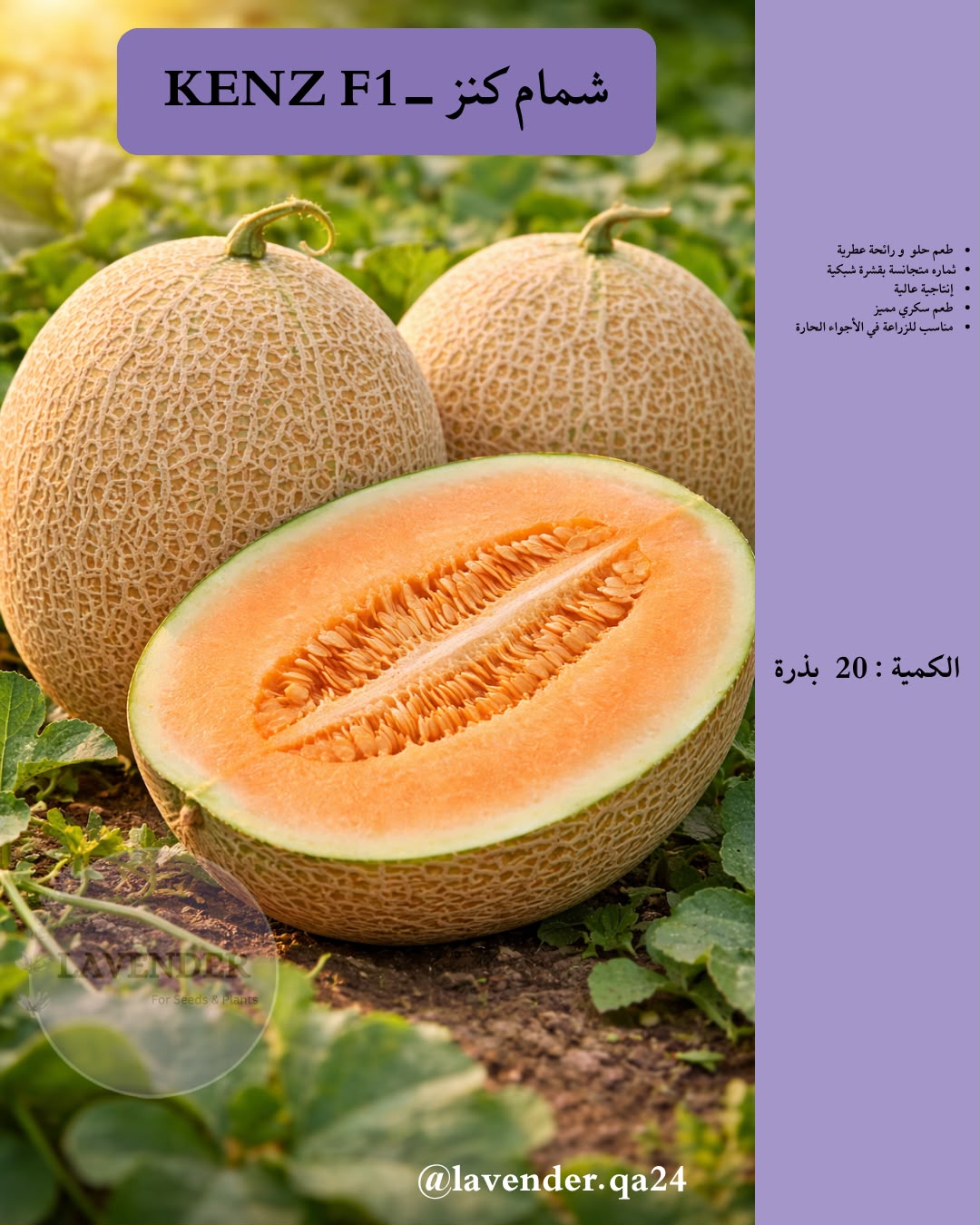 شمام سكري - Kenz F1 Melon