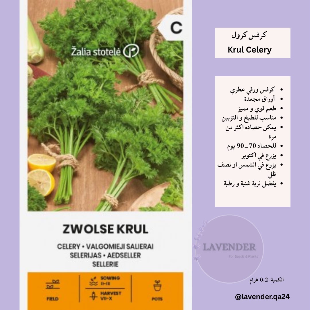كرفس كرول - Krul Celery