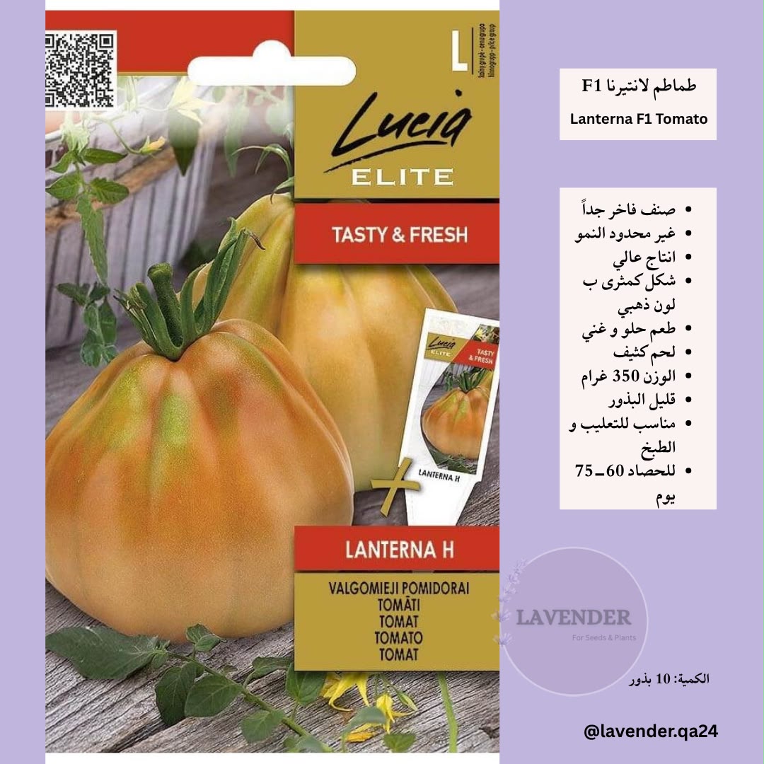 طماطم لانتيرنا - Lanterna F1 Tomato