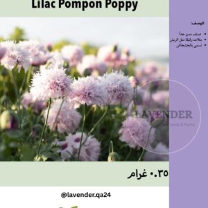 شقائق النعمان بومبون أرجوانية- Lilac Pompon Poppy