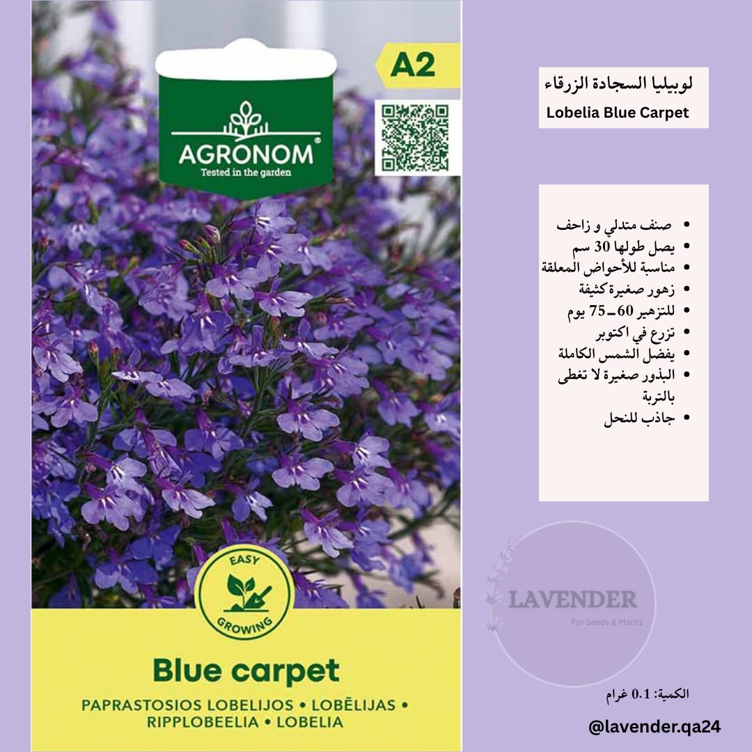 لوبيليا السجادة الزرقاء- Lobelia Blue Carpet