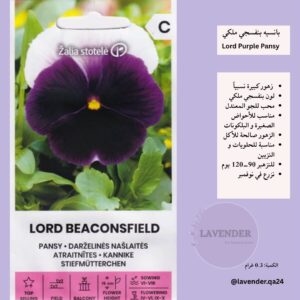 بانسيه بنفسجي ملكي - Lord Purple Pansy