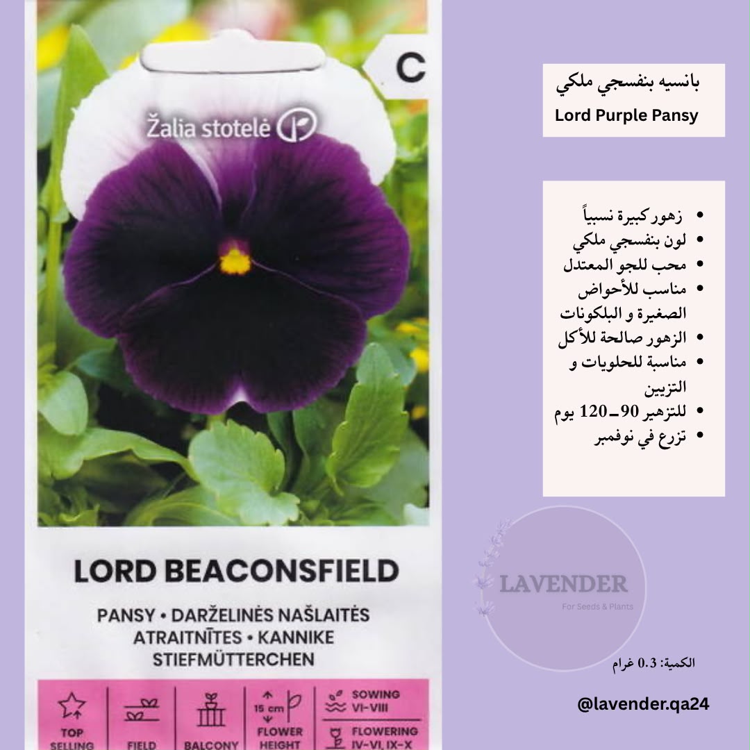 بانسيه بنفسجي ملكي - Lord Purple Pansy