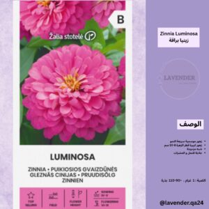 زينيا ليمنوسا - Luminosa Zinnia