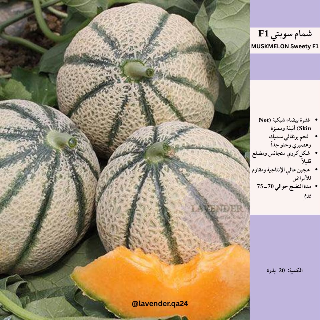 بطيخ احمر سويتي- Sweety watermelon F1