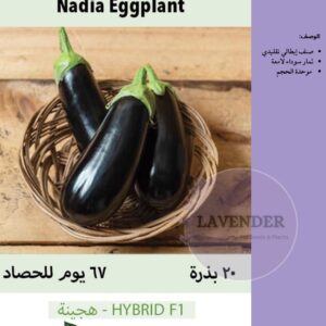 باذنجان ناديا -Nadia Eggplant