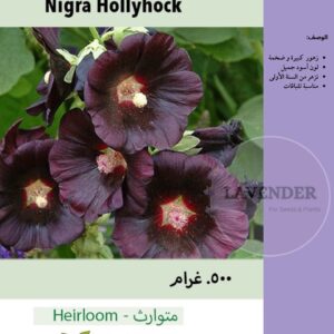 خطمية نيجرا السوداء- Nigra Hollyhock