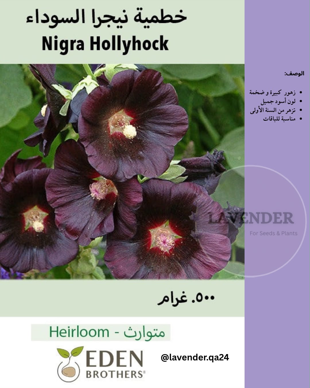 خطمية نيجرا السوداء- Nigra Hollyhock