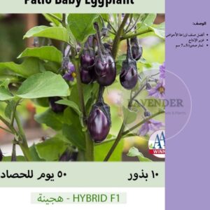 باذنجان بيبي باتيو - Patio Baby Eggplant