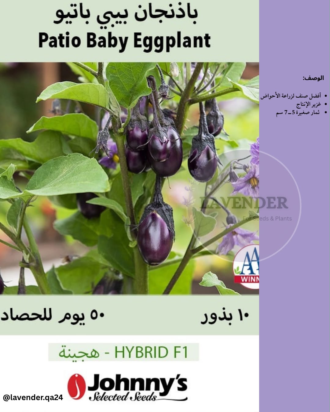 باذنجان بيبي باتيو - Patio Baby Eggplant