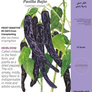 فلفل باسيلا باجيو - Pasilla Bajio Chili Pepper