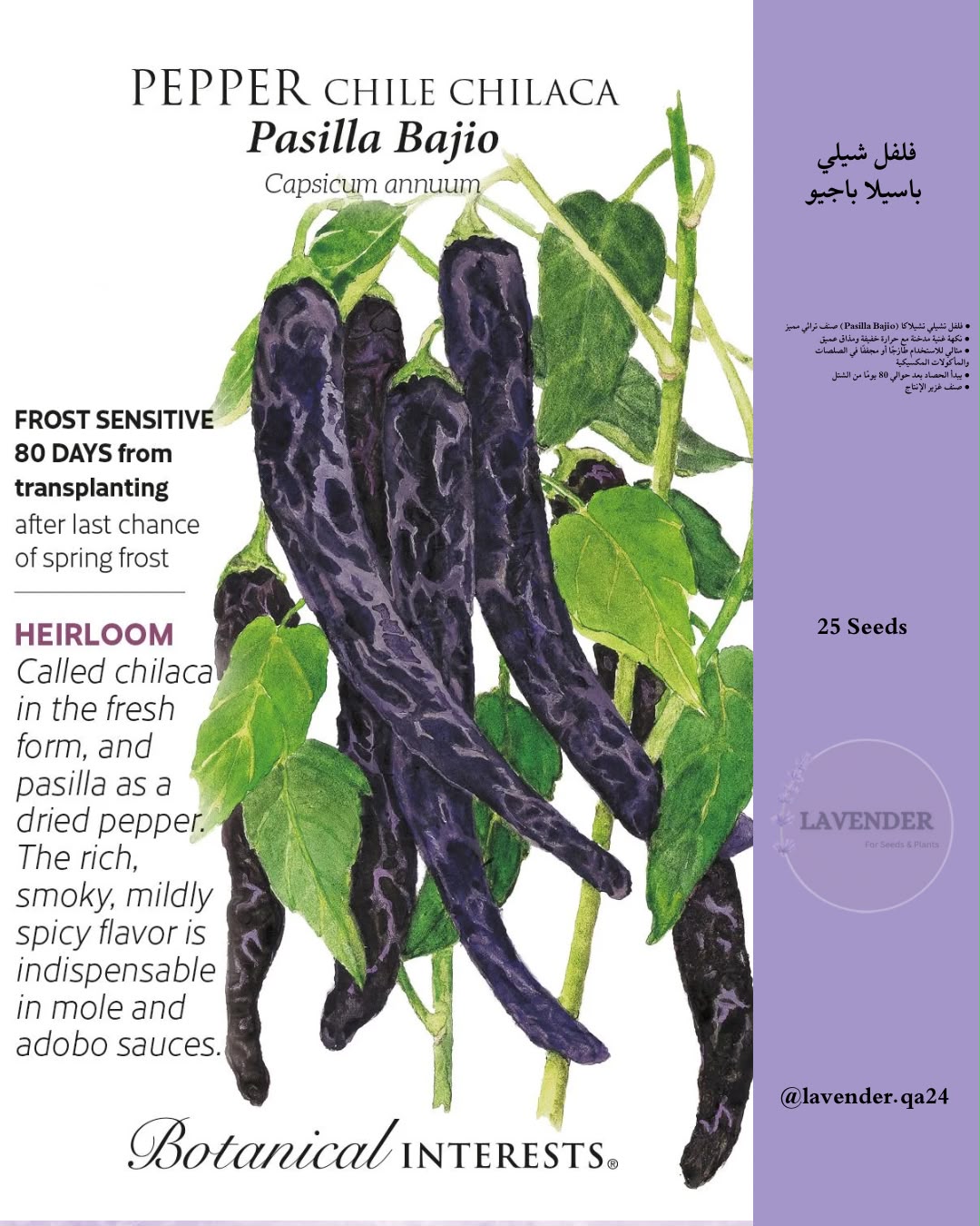 فلفل باسيلا باجيو - Pasilla Bajio Chili Pepper