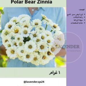 زينيا الدب القطبي - Polar Bear Zinnia