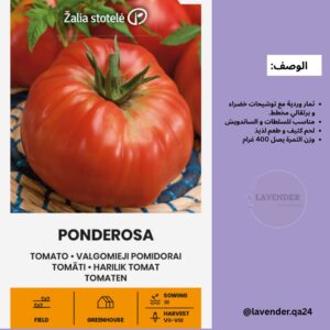 طماطم بونديروسا - Ponderosa Tomato