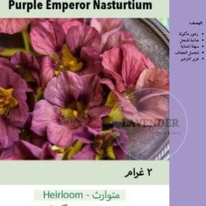 ابو خنجر موف - Purple Emperor Nasturtium
