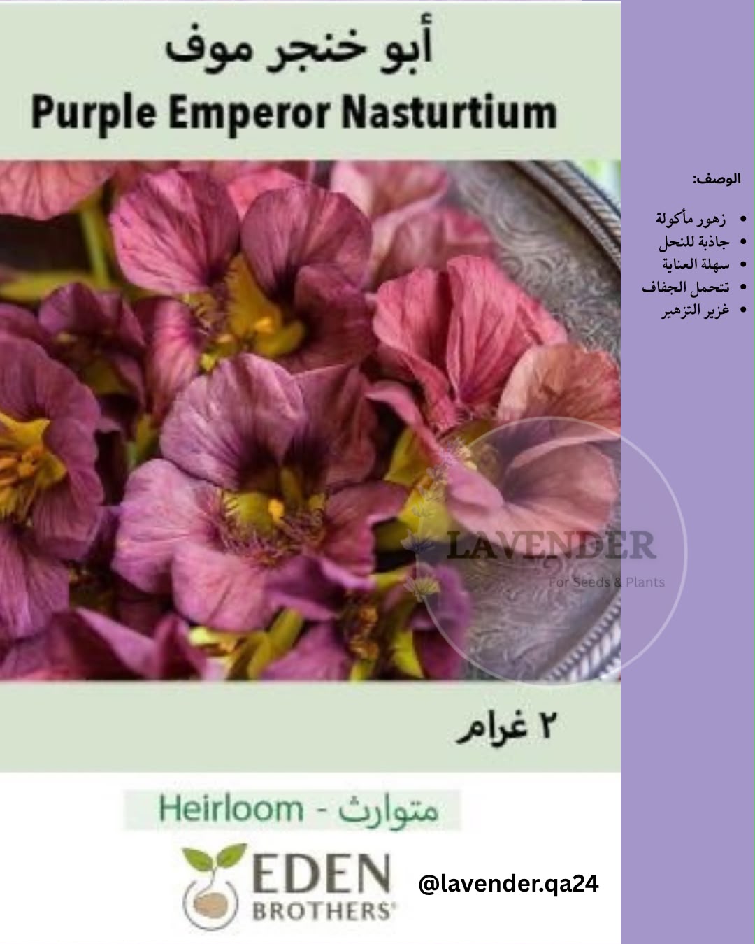 ابو خنجر موف - Purple Emperor Nasturtium