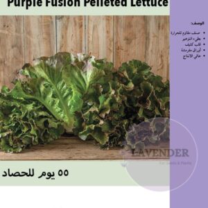 خس اورجواني -Purple Fusion Pelleted Lettuce
