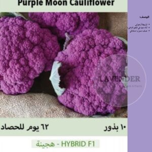 قرنبيط القمر البنفسجي - Purple Moon Cauliflower