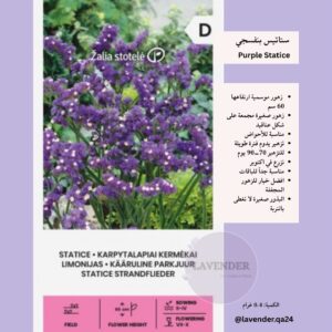 ستاتيس بنفسجي - Purple Statice