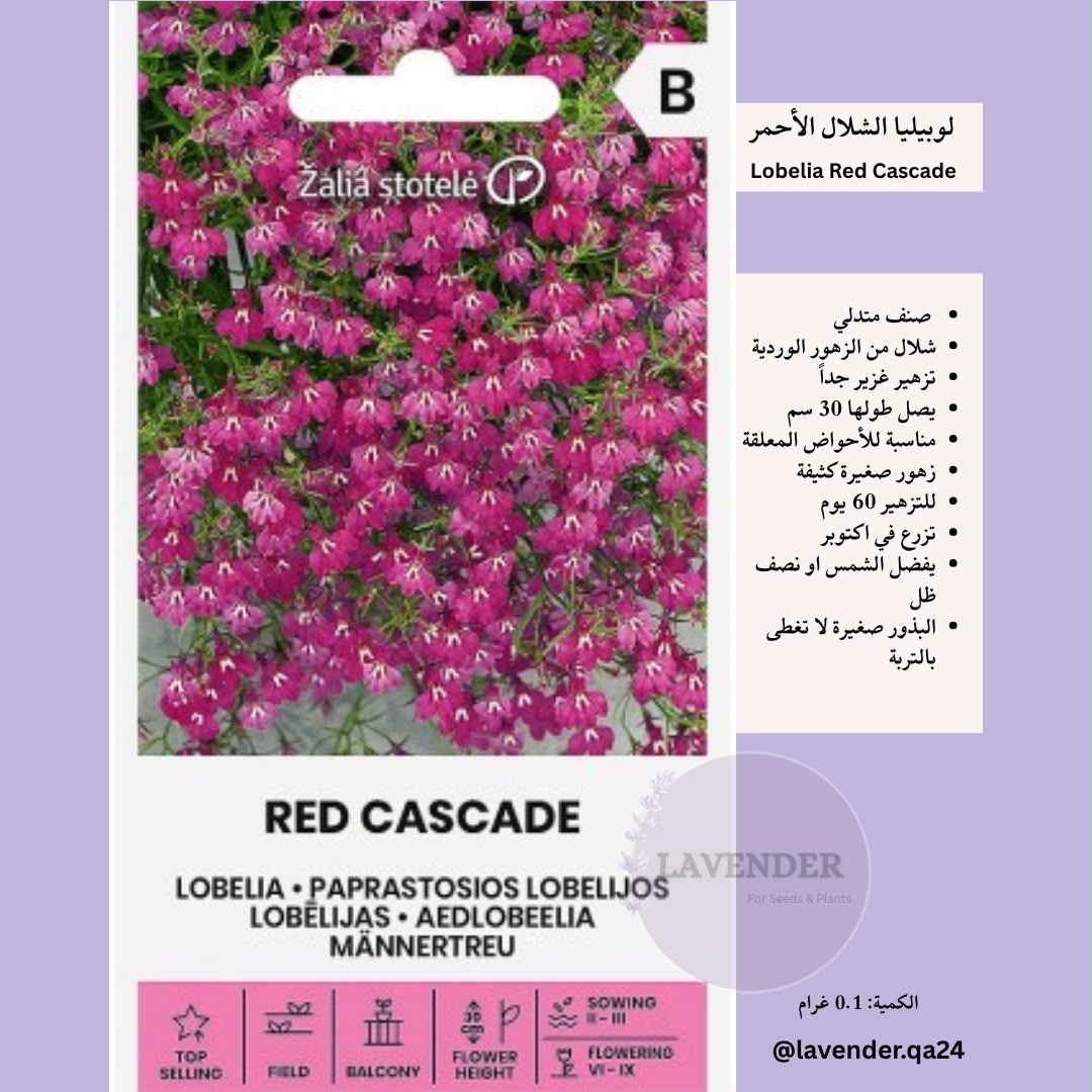 لوبيليا الشلال الأحمر - Lobelia Red Cascade