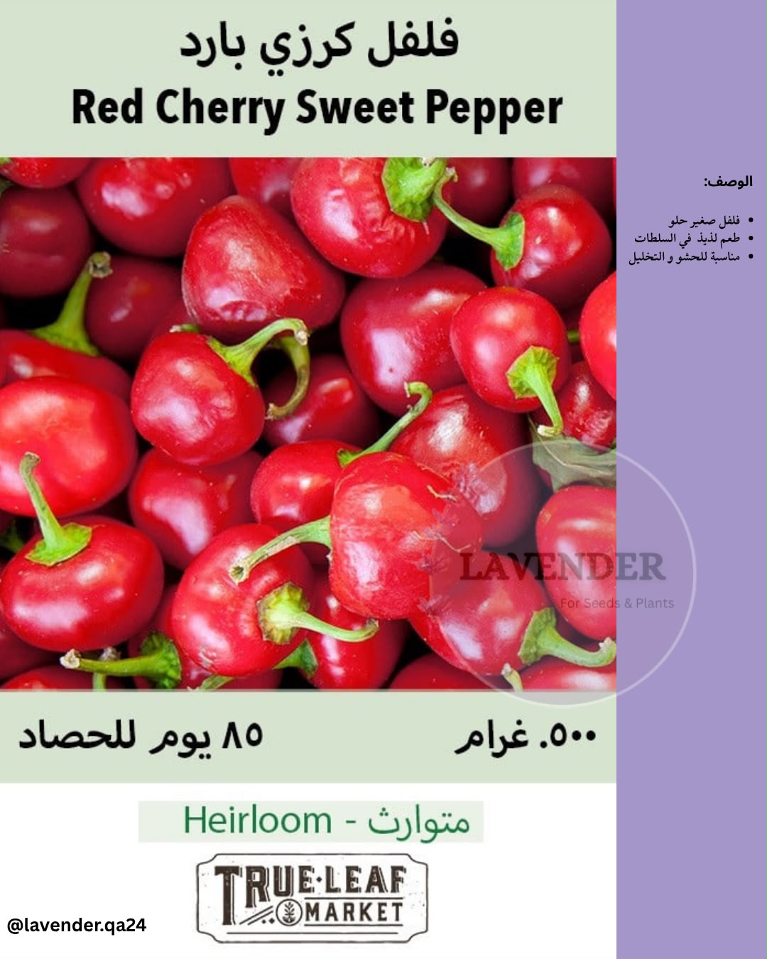فلفل كرزي بارد - Red Cherry Sweet Pepper