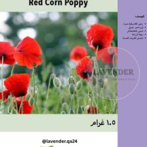 شقائق النعمان حمراء - Red Corn Poppy